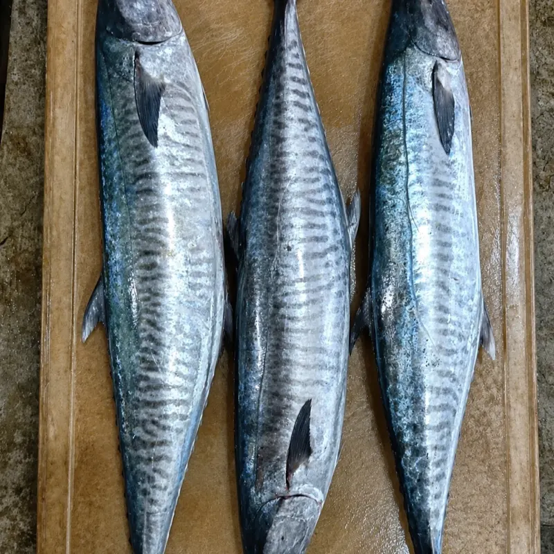 Spanish Mackerel